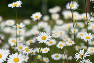 Daisies, with their white petals and yellow centers, symbolize innocence and joy. They adorn fields...