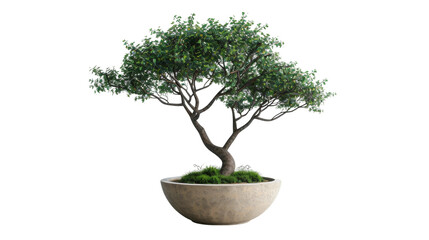 Majestic Potted Tree in Profile on the transparent background, PNG Format