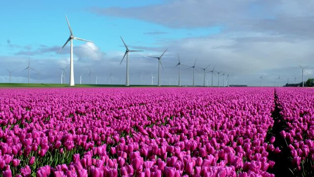 Windmill park in Spring, windmill turbines generating green energy electrically, windmills and tulip flowers in Flevoland Netherlands