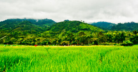 Fototapeta na wymiar beautiful view of rice fields with green hills in the background