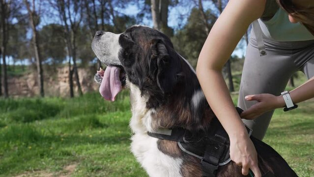 Owner brushing her saint bernard dog outdoors. Person grooming a large saint bernard dog with a brush in a sunny park setting