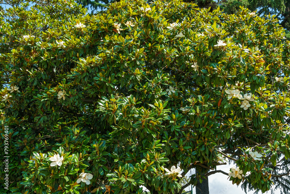 Sticker Large white fragrance flowers Evergreen Southern Magnolia (Magnolia Grandiflora) in Sochi. Blooming magnolia on city streets.