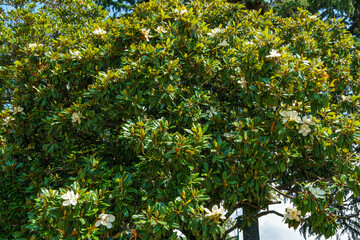 Large white fragrance flowers Evergreen Southern Magnolia (Magnolia Grandiflora) in Sochi. Blooming...