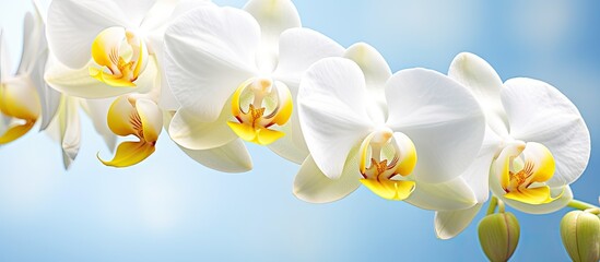 Fototapeta premium Branch adorned with white flowers and yellow centers
