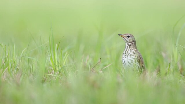 Bird - Song Trush Turdus philomelos on the spring green meadow amazing warm light sunset sundown