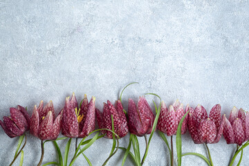  flower border spring flowers fritillaria meleagris on a gray background. Top view and copy space