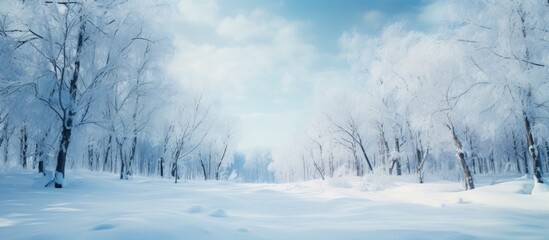 Snowy trail winds through frosty woods