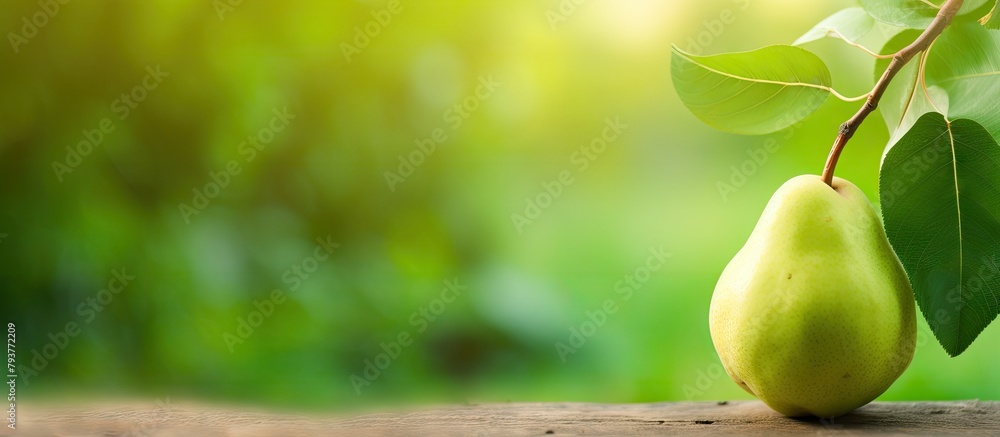 Poster close up of pear on tree branch with green backdrop