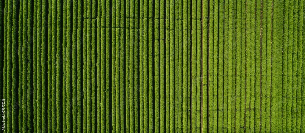 Canvas Prints Green wall and tree