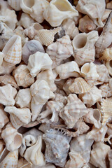 sea shells background, close-up, top view, vertical photo