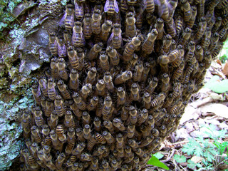 ニホンミツバチの分蜂（長野県）