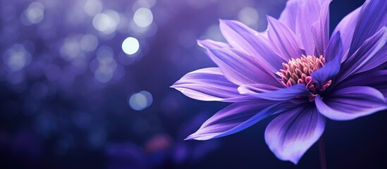 Purple flower with soft focus bokeh background