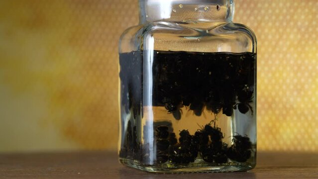 Glass bottle of tincture from dead bees in vodka on a background of honeycombs, close up, rotates. Organic phytoconcentrate tincture of bee podmore, natural beekeeping product, apitherapy