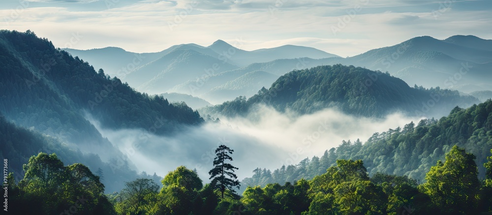 Poster mountain range with trees in fog