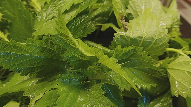 Close up of fresh stinging nettle. Freshly washed, wet wild stinging nettle . Kitchen interior. Nettle salad. Urtica dioica. Healthy diet, natural cure, wild medicinal herbs. . High quality 4k footage