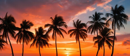 Fototapeta na wymiar Palm trees against a pink sunset sky