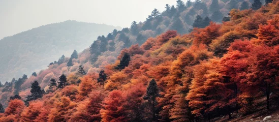 Fotobehang Trees with autumn foliage on a mountainside © Ilgun