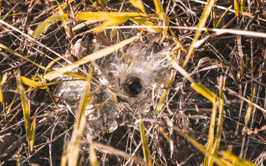 summer meadow close up