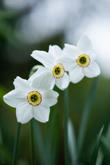 white fragrant narcissus on a green background in the garden