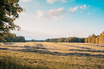 beautiful field from the road