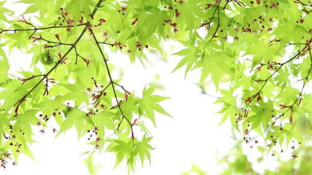 かえでの若葉と小さな赤い花のクローズアップ