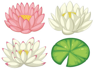 Vector illustrations of pink and white lotus flowers and leaf.