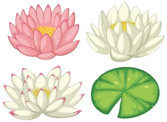 Badkamer foto achterwand Kinderen Vector illustrations of pink and white lotus flowers and leaf.