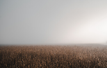 beautiful field from the road