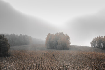 beautiful field from the road