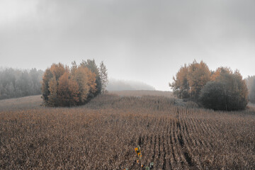 beautiful field from the road