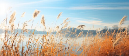 Tall grass by serene lake under clear blue sky