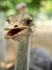 Close-up shot of an ostrich's head on a blurred background.