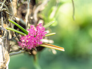Pink wild orchids on tree, Blurred background.
