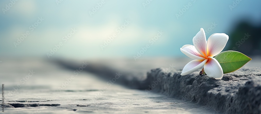 Wall mural A single rose placed gently on the sandy ground