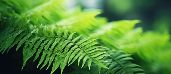 A lush green fern leaf up close amidst a dark forest backdrop - obrazy, fototapety, plakaty