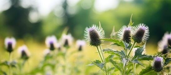 Field of wildflowers with blurred background