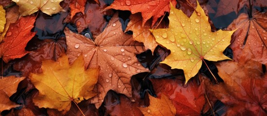 Fototapeta premium Leaves scattered on the ground