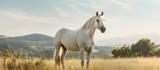 Obraz na płótnie Canvas A white horse in a grassy field