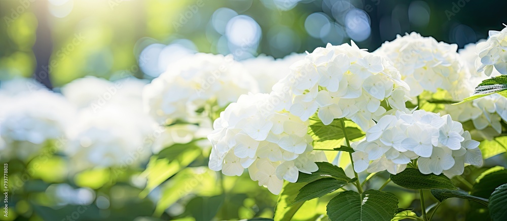 Wall mural Cluster of white blossoms