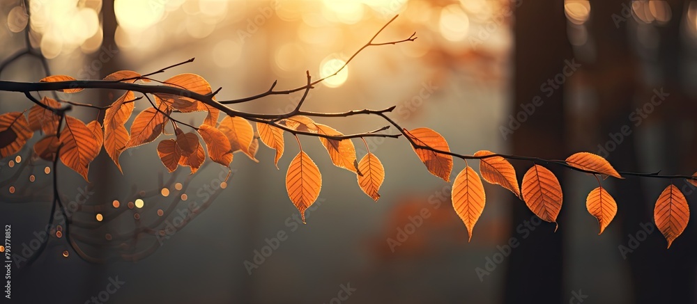 Poster sunlight filtering through forest leaves on a branch