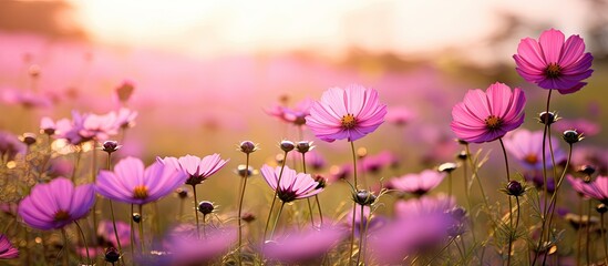 Purple flowers bloom under sunlight