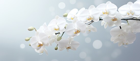 White blossoms bloom on sunlit branch