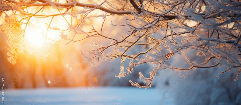 Canvas Prints Sunlight Filtering Through Tree Branch