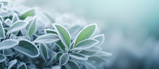 A plant covered in frost
