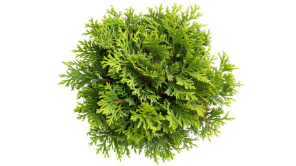 Montezuma Cypress on the transparent background, PNG Format