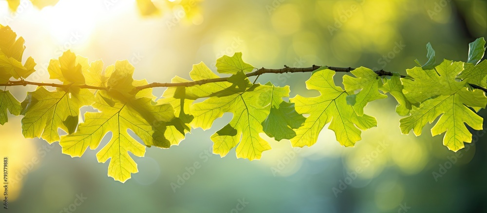 Poster sunlight filtering through tree branch leaves