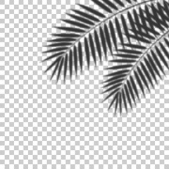 Shadow overlay effect with palm leaves on transparent background