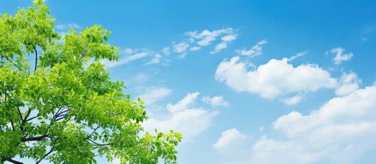 Fototapeta premium Tree by bench on grass