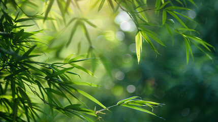 Closeup of beautiful nature view green bamboo leaf 