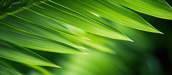 Obraz premium Green leaf close up with blurred backdrop